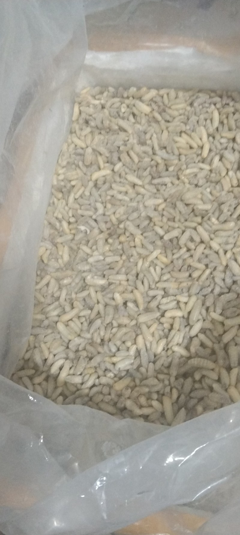蜂蛹
