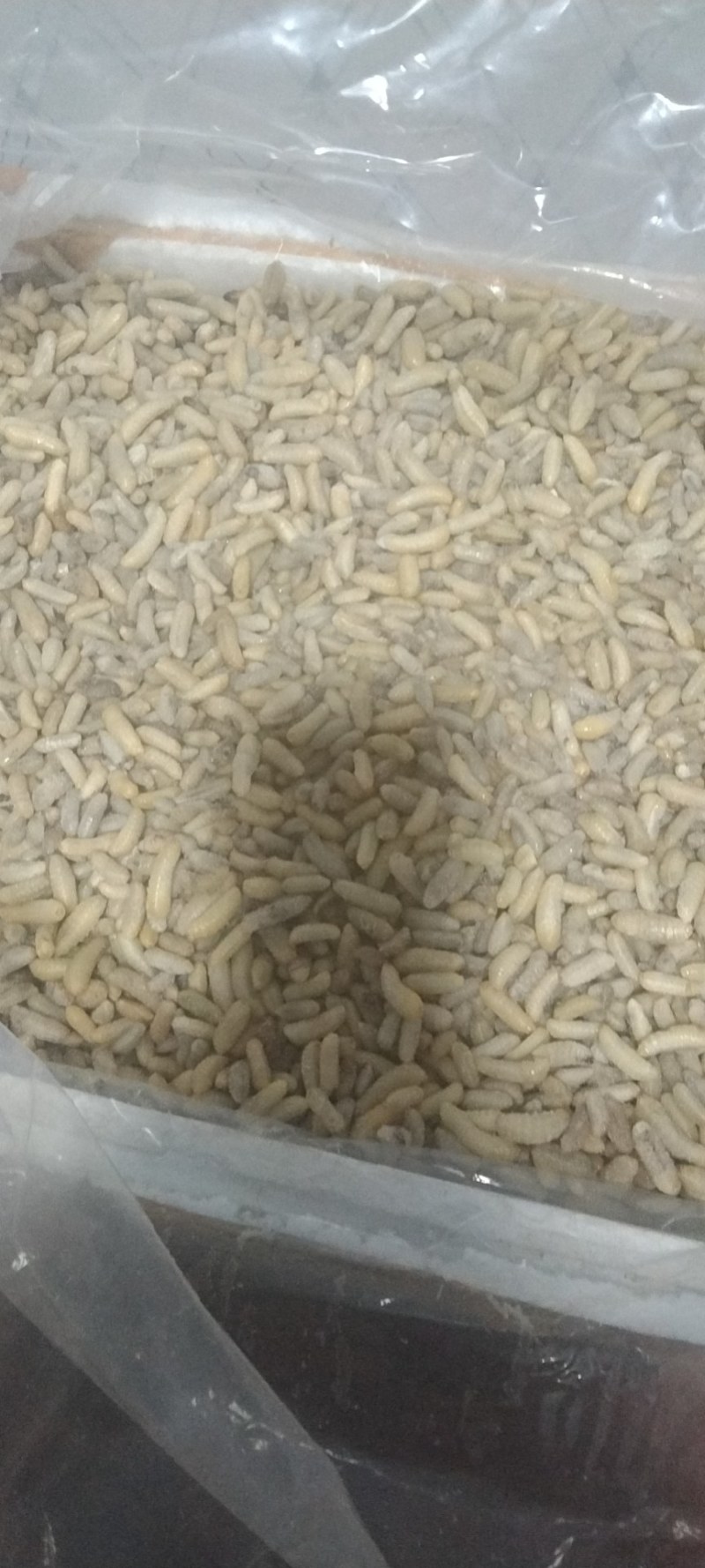 蜂蛹