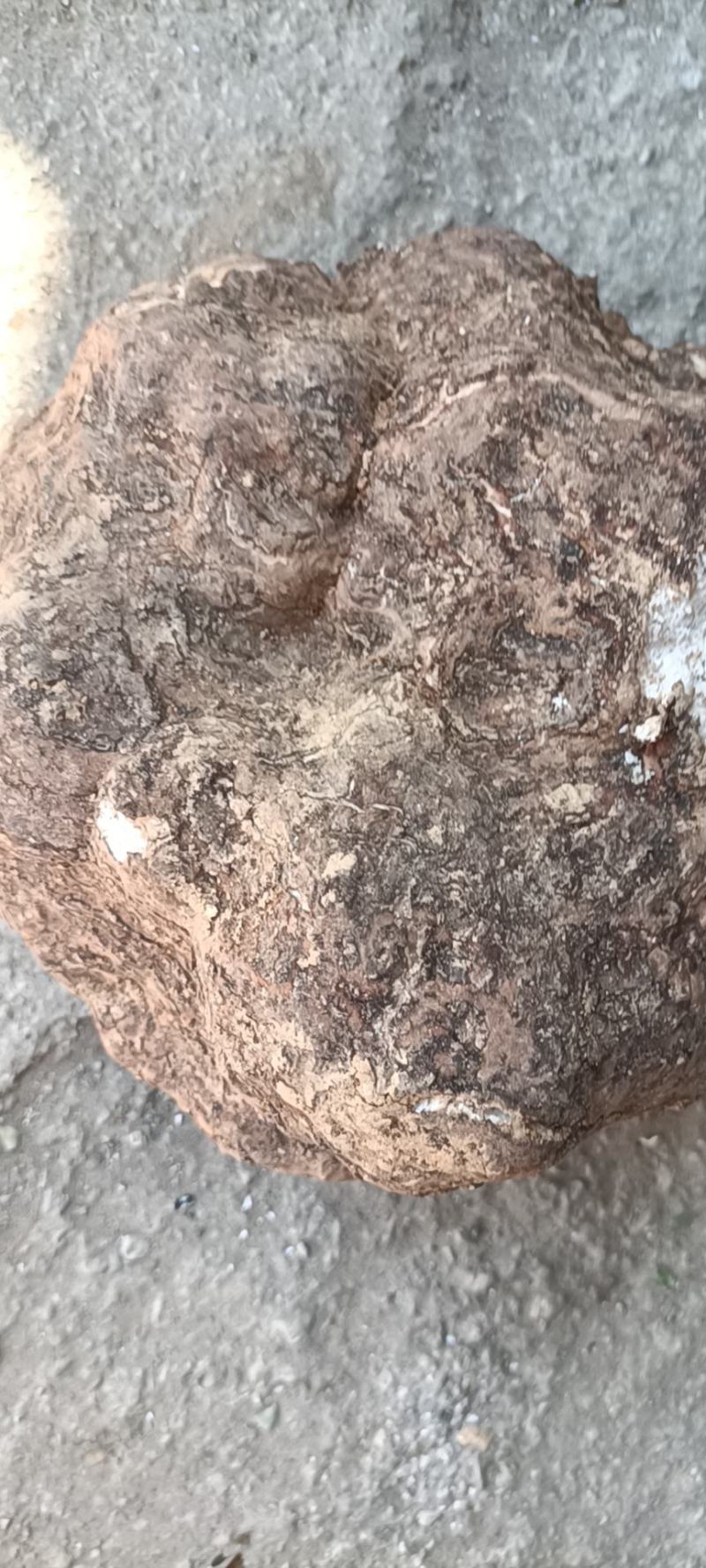 高山原生态无污染无残留鲜茯苓随采随卖保持新鲜