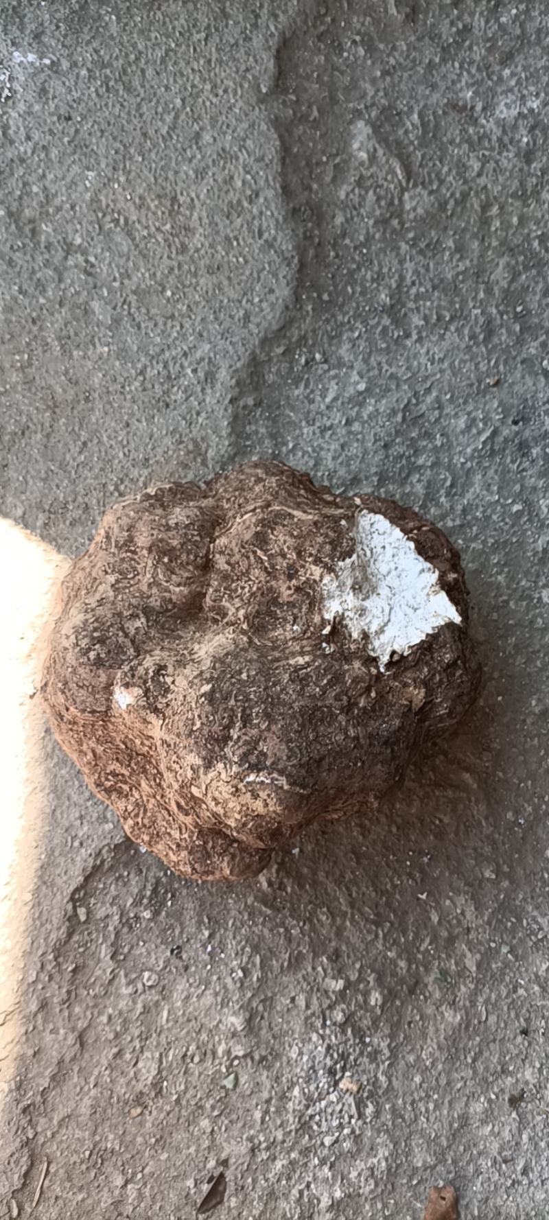 高山原生态无污染无残留鲜茯苓随采随卖保持新鲜