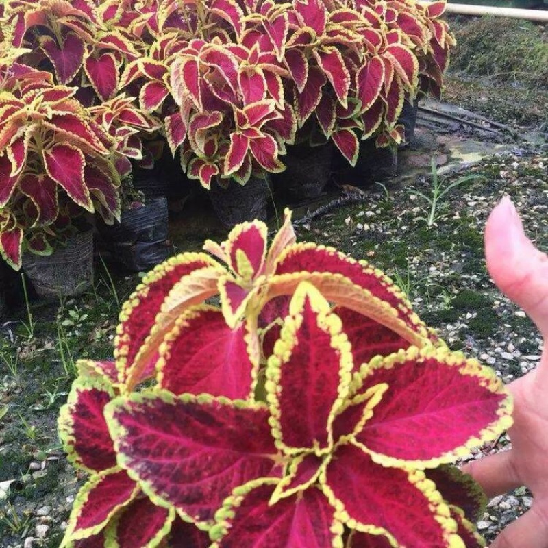 彩叶草双色盆彩叶草批发供应优质彩叶草苗批发价格