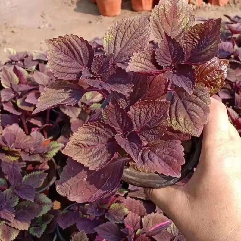彩叶草双色盆彩叶草批发供应优质彩叶草苗批发价格