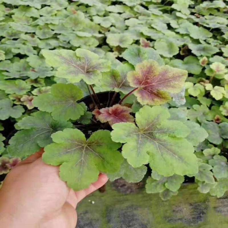 矾根，一手货源，产地批发，颜色齐全，大量供应