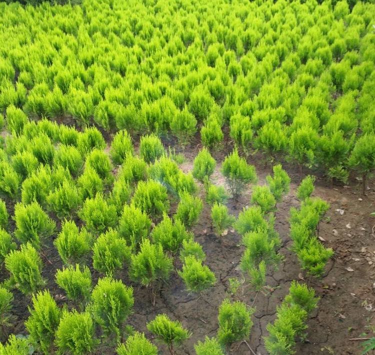 侧柏炭原材料与成品对比图