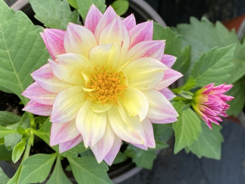 小丽花！开花机器，从三月一直开到10月，温度适宜天天开花