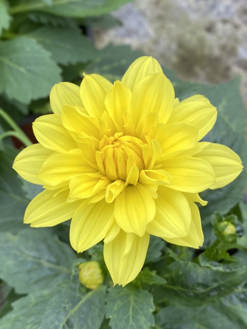 小丽花！开花机器，从三月一直开到10月，温度适宜天天开花