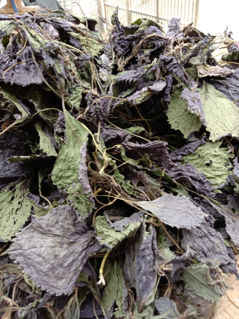 紫苏，紫苏叶，优质紫苏，产地广东，大量批发