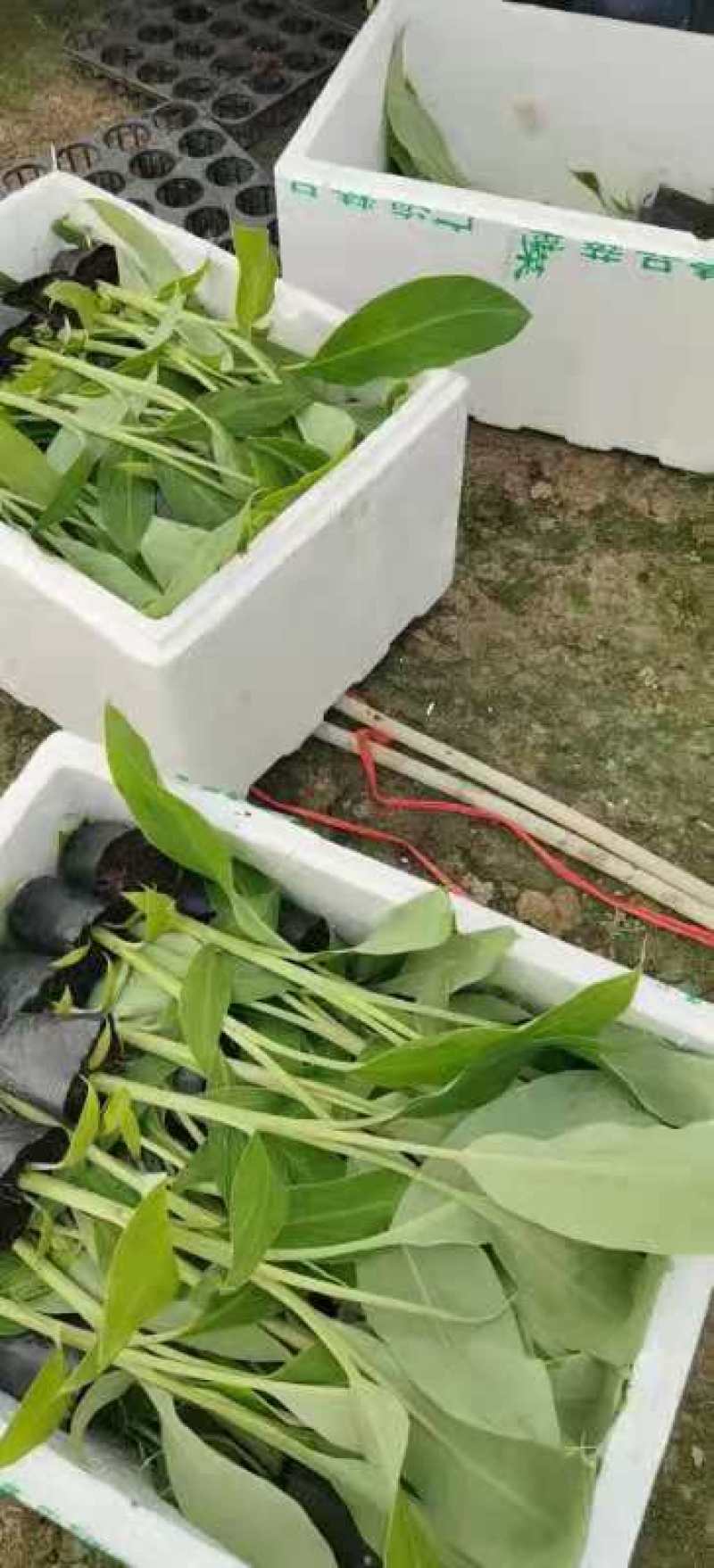 广东香蕉苗、广西香蕉苗、矮化香蕉苗、巴西蕉苗、芭蕉苗