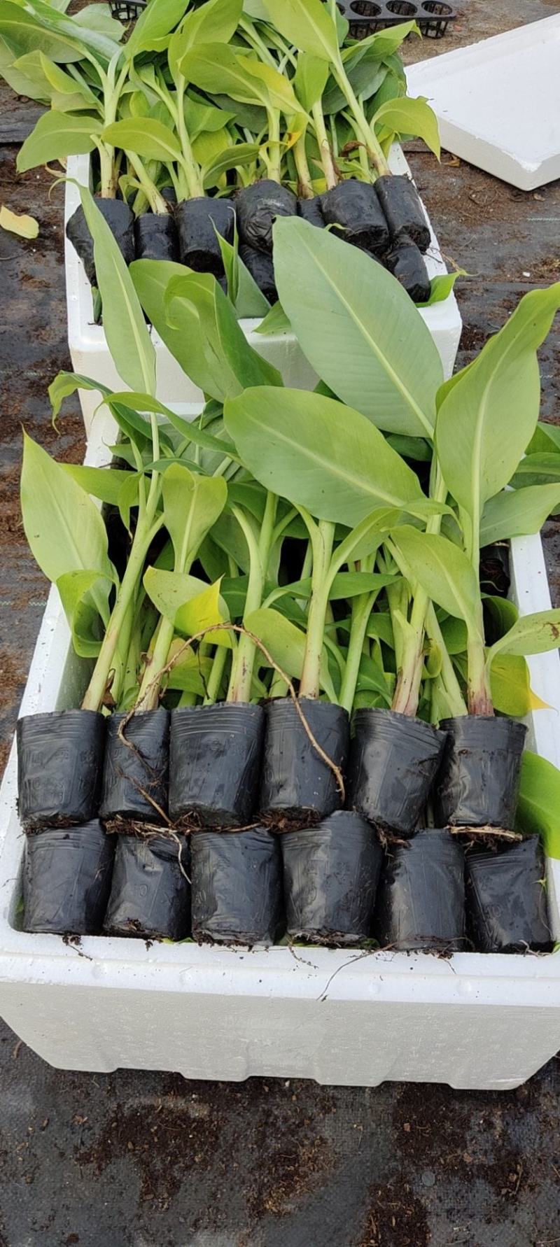 广东香蕉苗、广西香蕉苗、矮化香蕉苗、巴西蕉苗、芭蕉苗