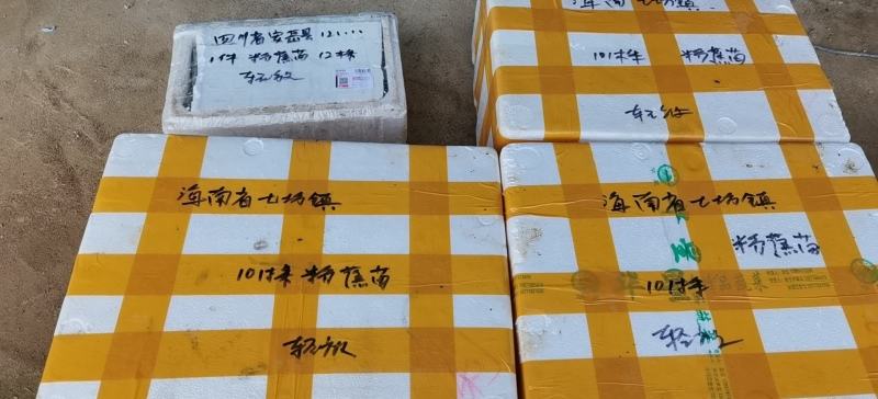 广东香蕉苗、广西香蕉苗、矮化香蕉苗、巴西蕉苗、芭蕉苗