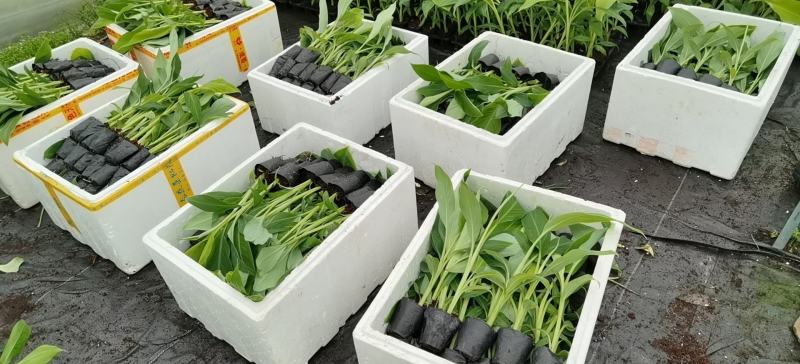 广东香蕉苗、广西香蕉苗、矮化香蕉苗、巴西蕉苗、芭蕉苗