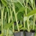 广东香蕉苗、广西香蕉苗、矮化香蕉苗、巴西蕉苗、芭蕉苗