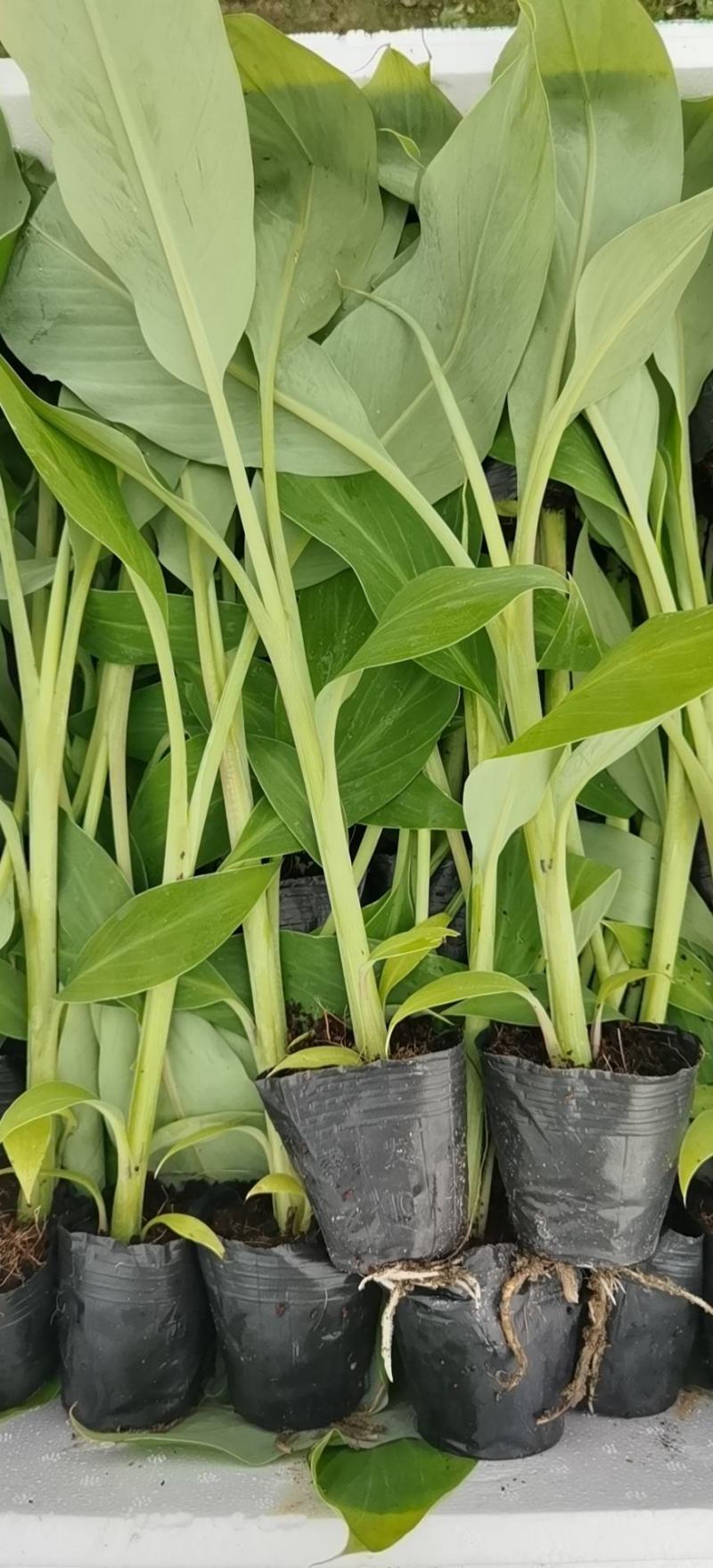 广东香蕉苗、广西香蕉苗、矮化香蕉苗、巴西蕉苗、芭蕉苗