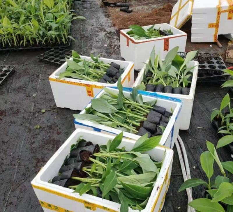 广东香蕉苗、广西香蕉苗、矮化香蕉苗、巴西蕉苗、芭蕉苗