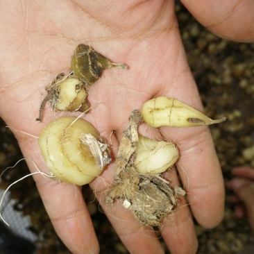 毛慈菇