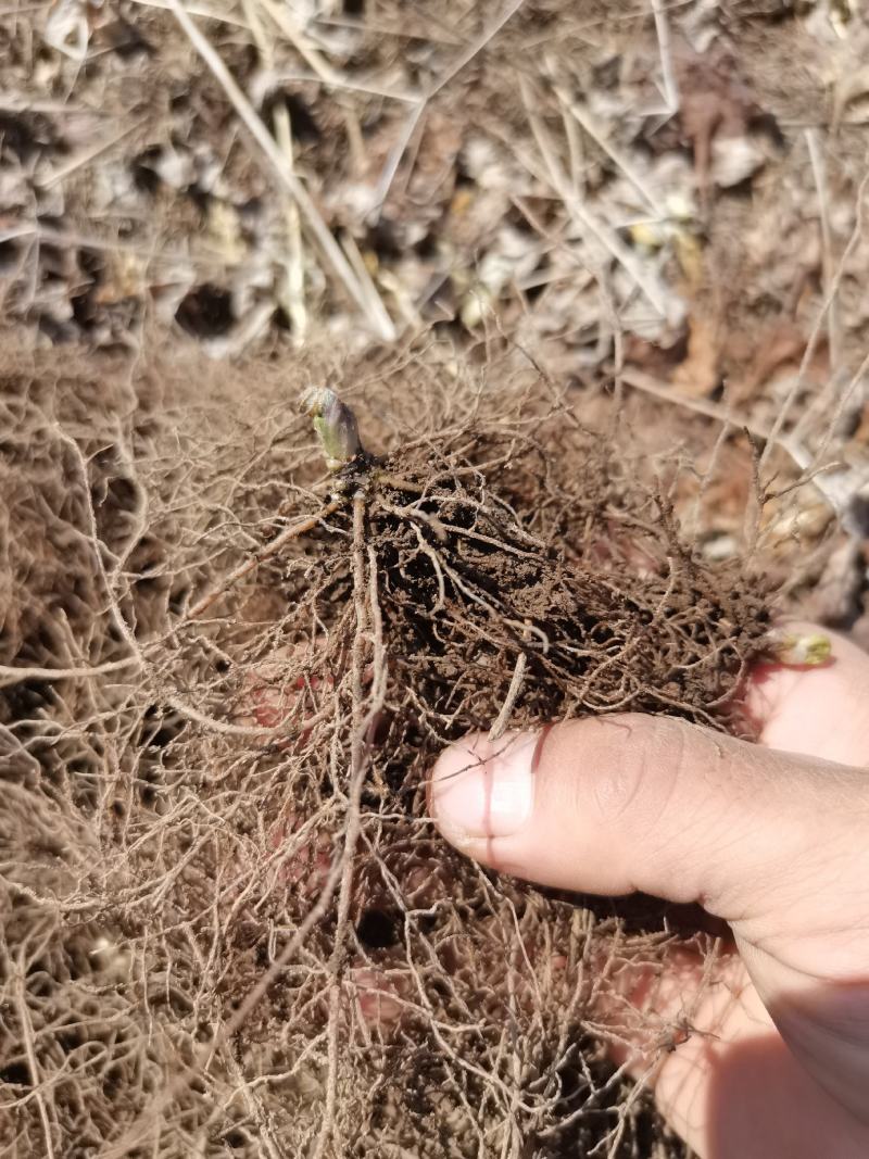 升麻苗山野菜苦嫩芽苗升麻种苗山野菜种苗