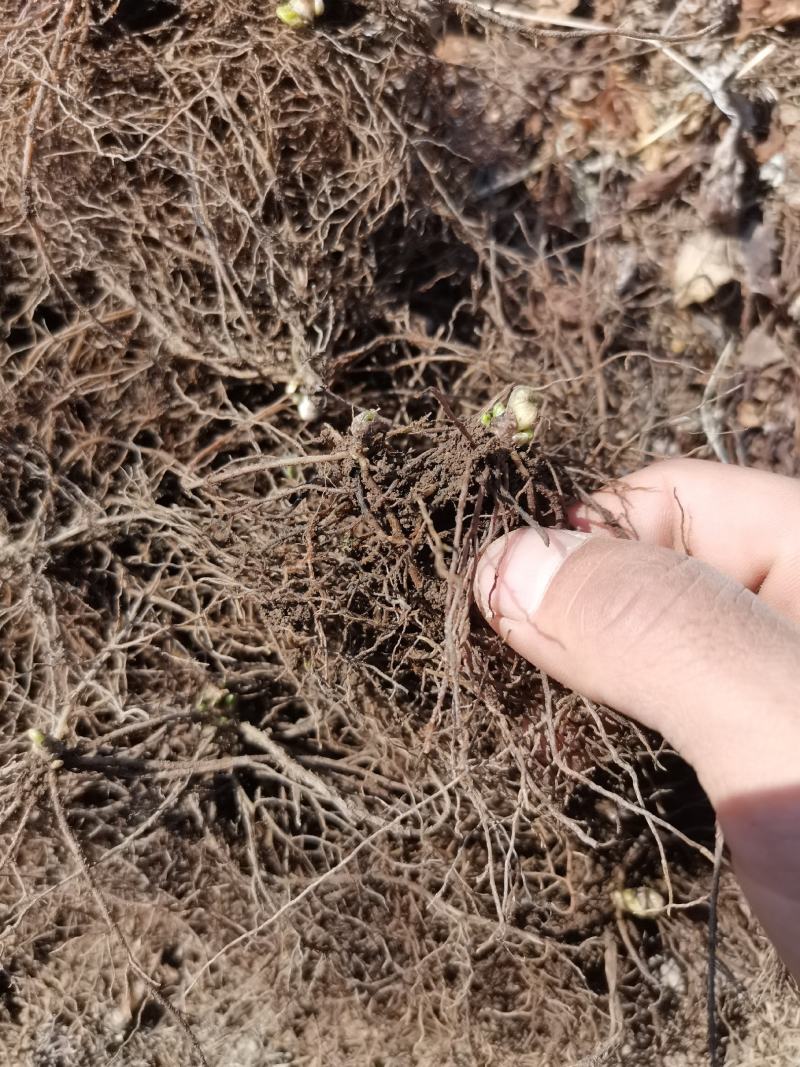 升麻苗山野菜苦嫩芽苗升麻种苗山野菜种苗