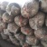 【菌棒】平菇菌棒，河北基地供应，质优价廉，量大优惠，欢迎电联