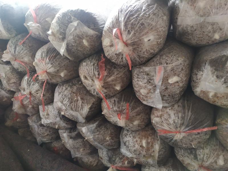 【菌棒】平菇菌棒，河北基地供应，质优价廉，量大优惠，欢迎电联