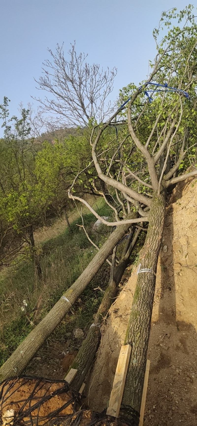 杜种树，自家苗木基地，各种规格都有，可视频看货