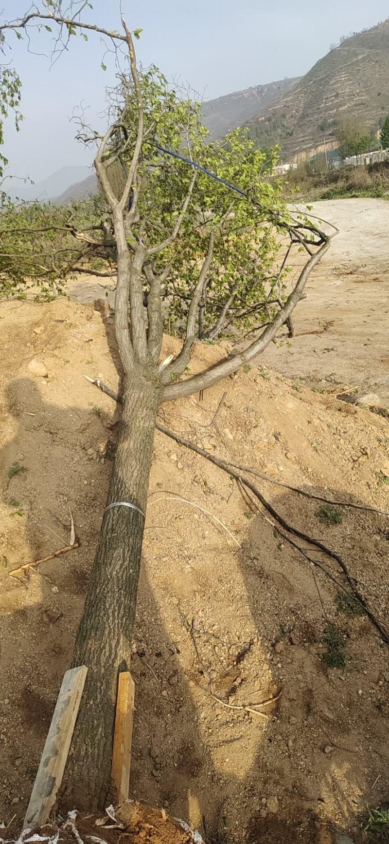 杜种树，自家苗木基地，各种规格都有，可视频看货