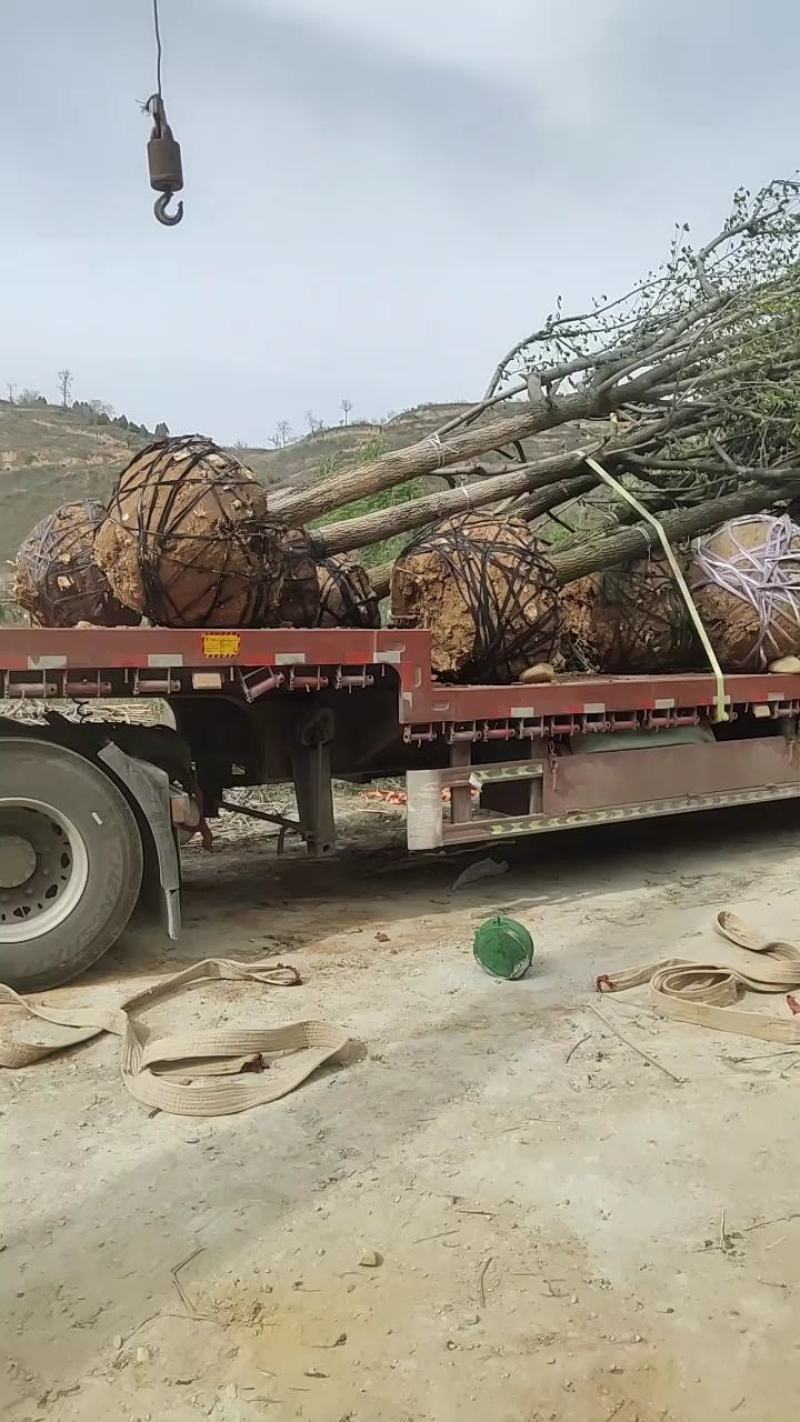 杜种树，自家苗木基地，各种规格都有，可视频看货