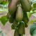 软枣猕猴桃先摘先发，保质保量，支持一件代发。