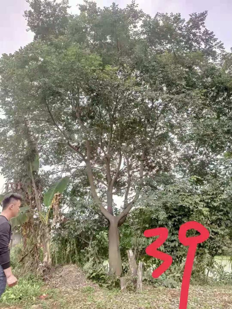 朴树，20-60公分的单杠朴树，工程苗及苗圃精品长期供应