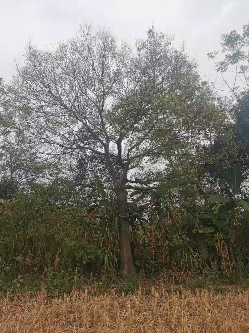 朴树，20-60公分的单杠朴树，工程苗及苗圃精品长期供应