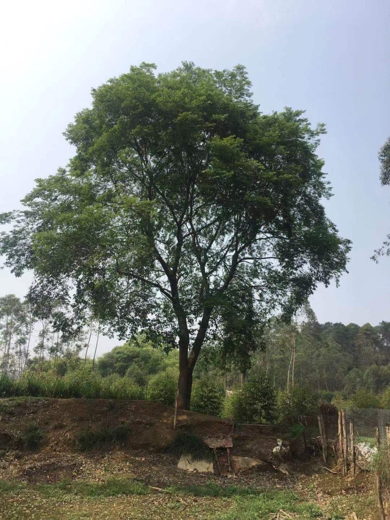 朴树，20-60公分的单杠朴树，工程苗及苗圃精品长期供应