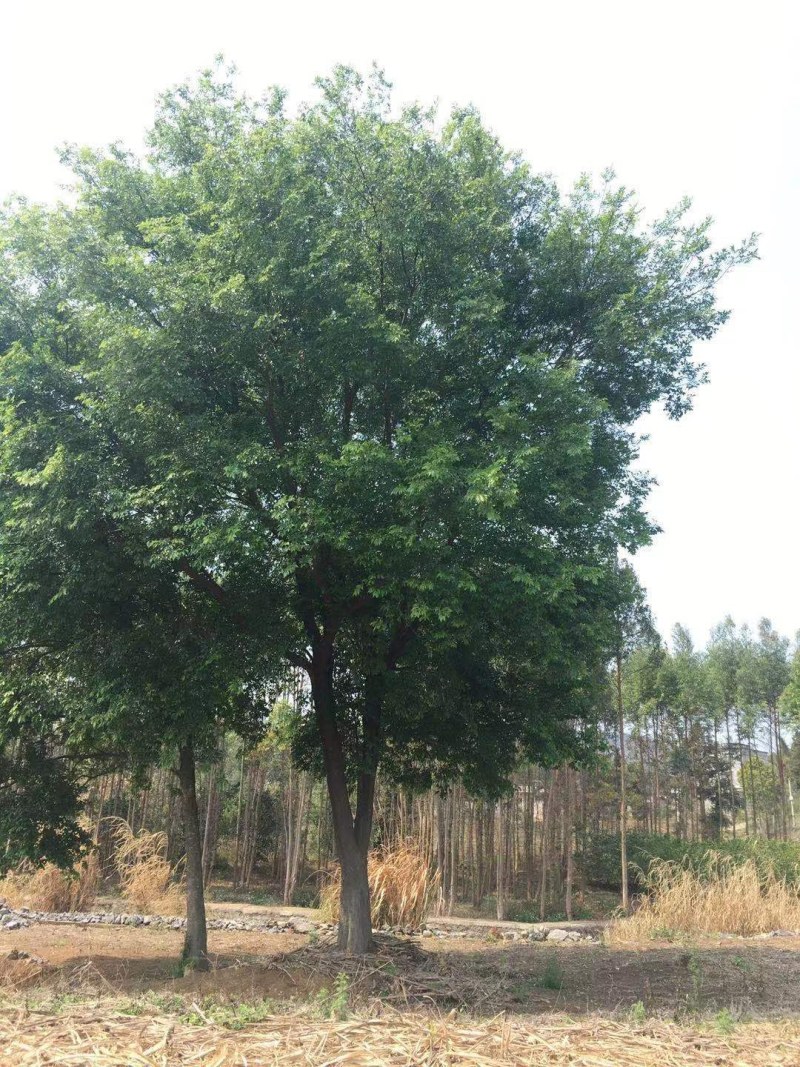 朴树，20-60公分的单杠朴树，工程苗及苗圃精品长期供应