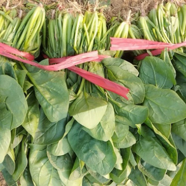 大叶菠菜大量上市