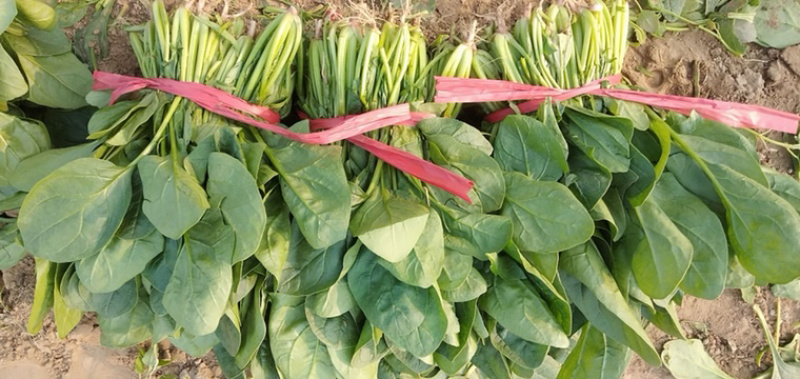 大叶菠菜大量上市