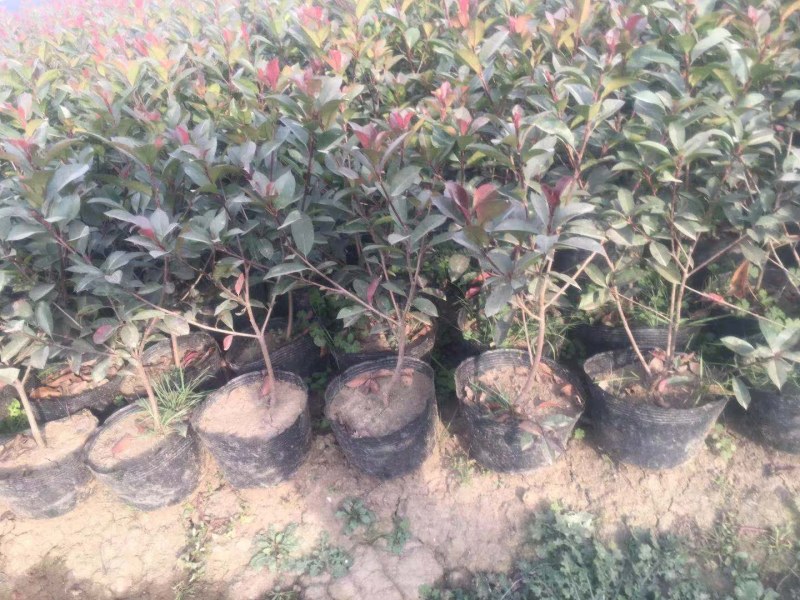红叶石楠大小杯高40冠25一30公分，