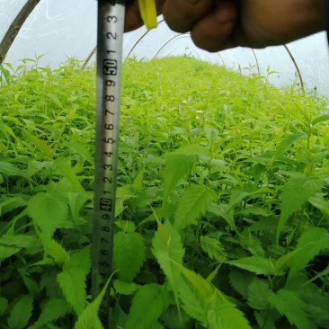山东棣棠种植基地批发