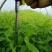 山东棣棠种植基地批发