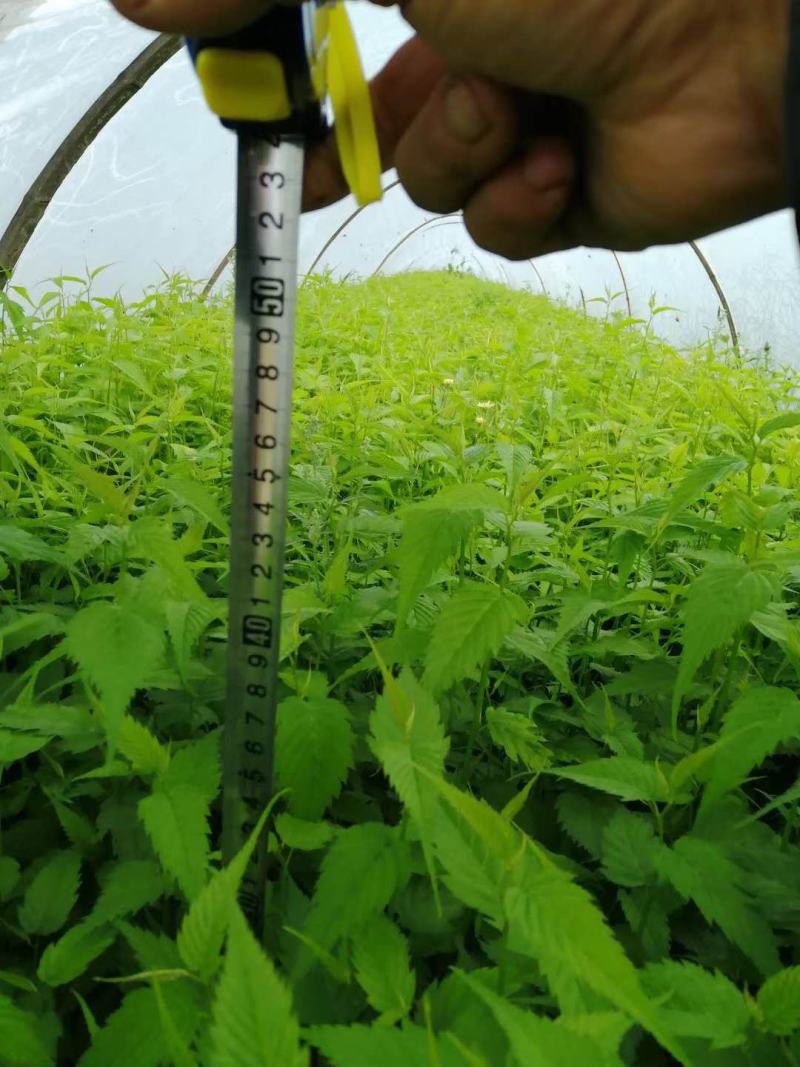 山东棣棠种植基地批发