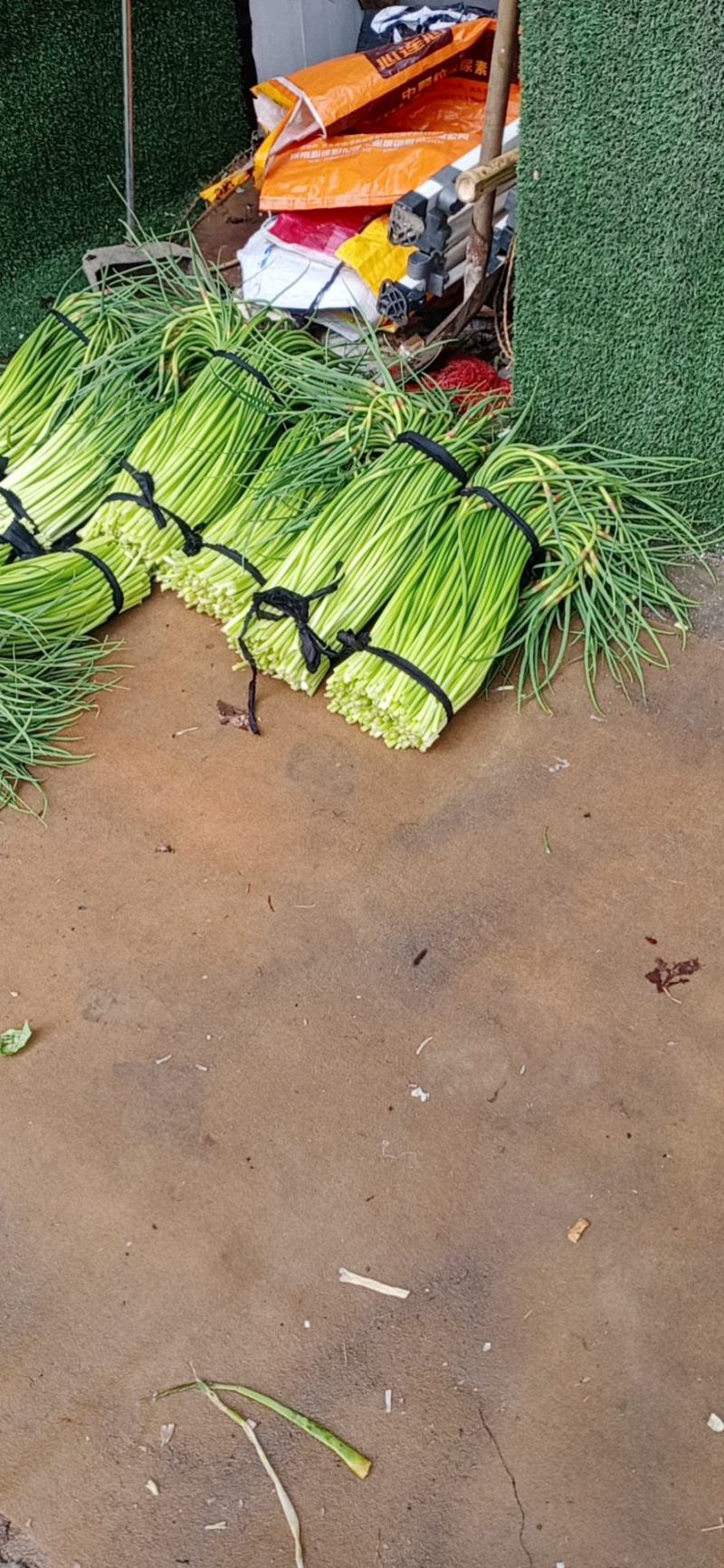 河南省漯河市临颍县蒜薹大量上市