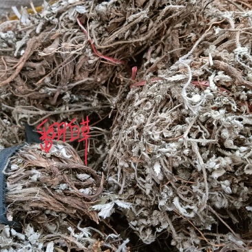 野生翻白草，颜色靓丽，