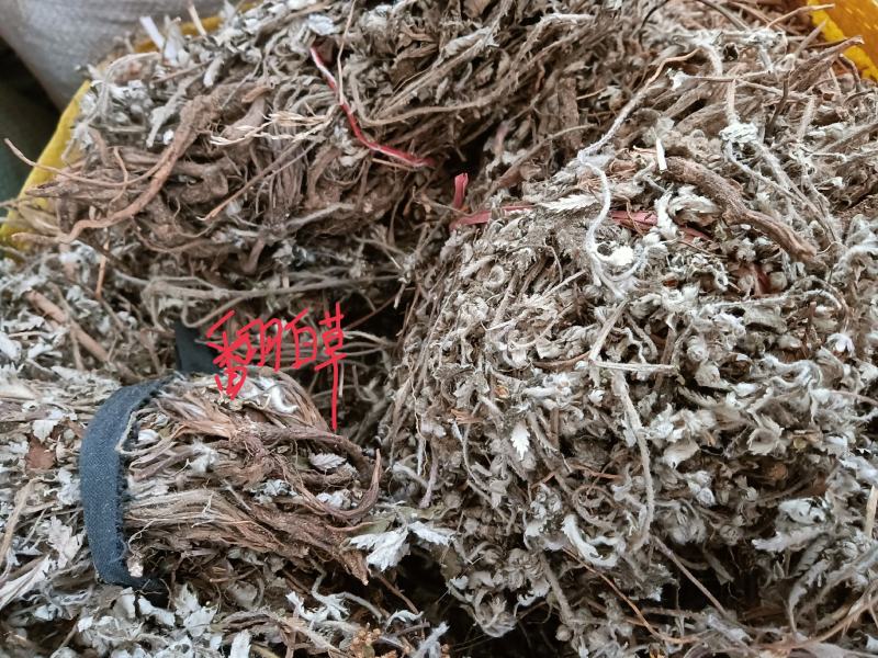 野生翻白草，颜色靓丽，