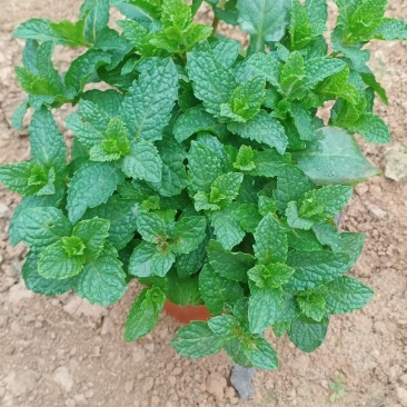 精品薄菏大量上市，基地直发直销，欢迎各位老板致电！