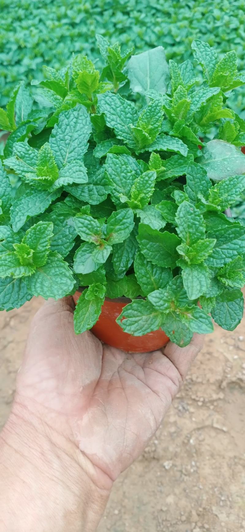 精品薄菏大量上市，基地直发直销，欢迎各位老板致电！