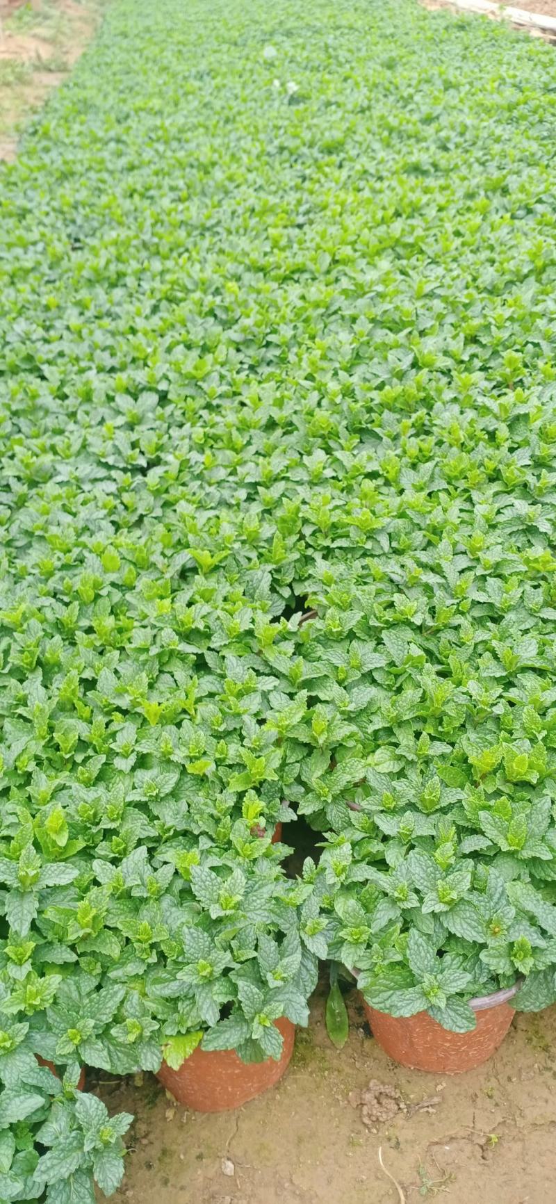 精品薄菏大量上市，基地直发直销，欢迎各位老板致电！