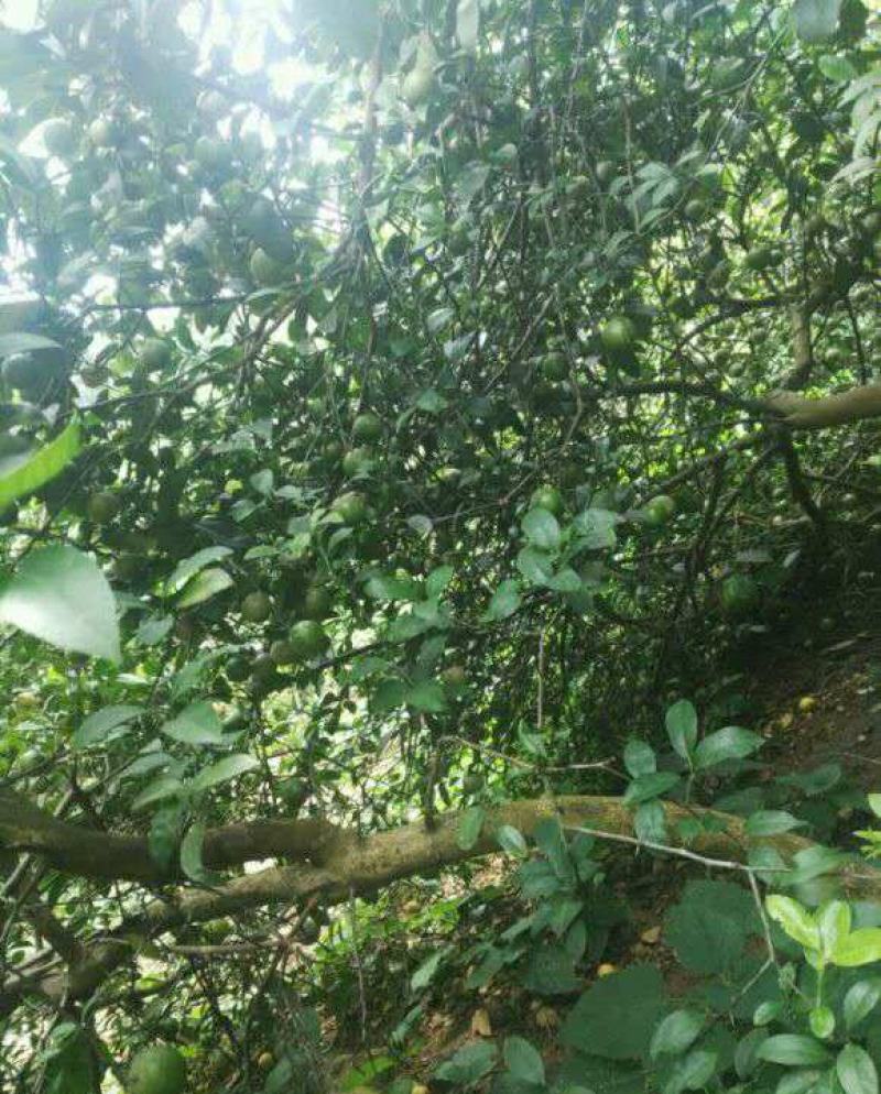 本地土柠檬树苗嫁接苗柠檬苗叶子果子调味去腥果子盐腌烧菜用