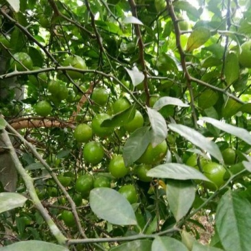 本地土地柠檬树苗嫁接苗果子盐腌烧菜调味