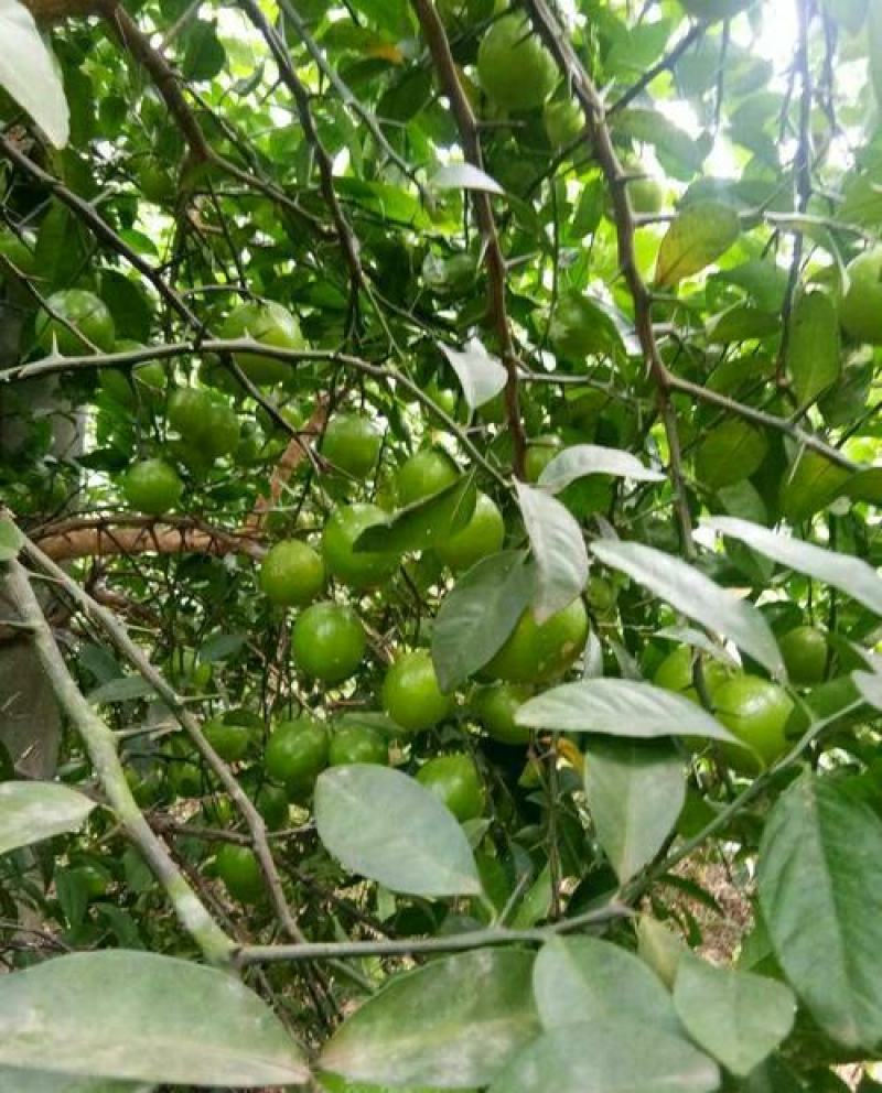 本地土地柠檬树苗嫁接苗果子盐腌烧菜调味