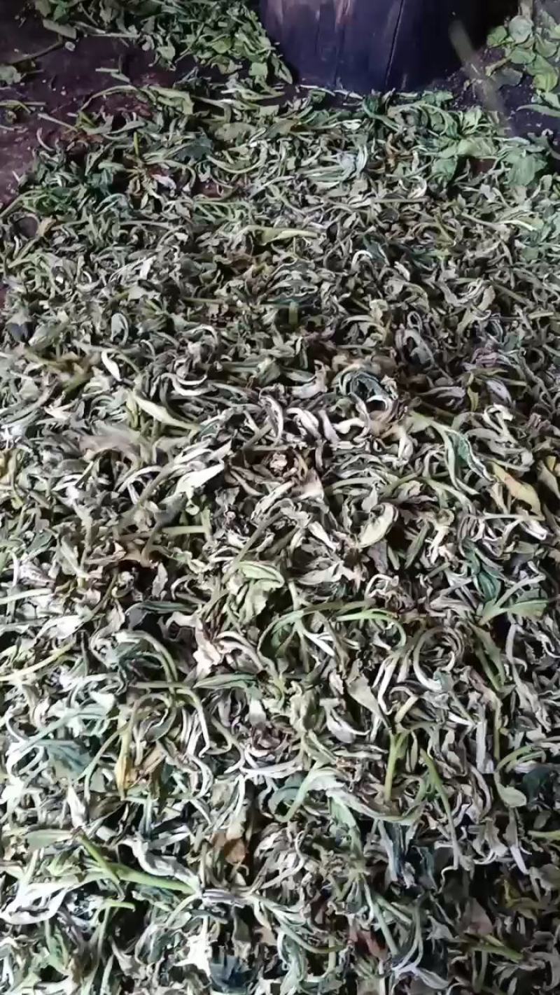 广西西林县黄子山白毫茶厂家直销恒温长期保存