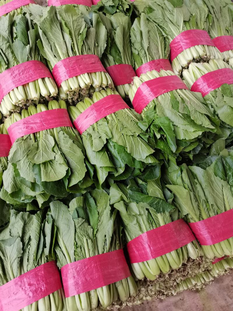 山东精品小白菜承接商超代发全国市场质量有保证