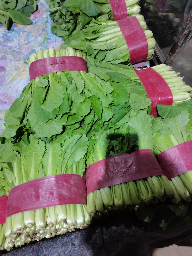 山东精品小白菜承接商超代发全国市场质量有保证