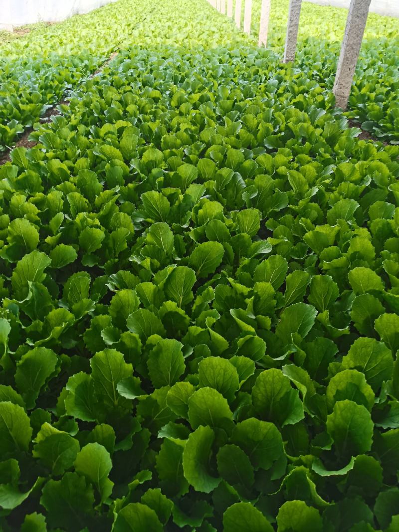 山东精品小白菜承接商超代发全国市场质量有保证